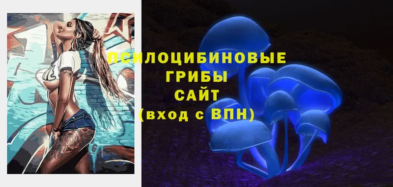 Галлюциногенные грибы Cubensis  цены   Щёкино 